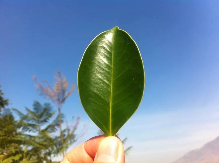 “草の葉一枚”で奏でる天然のサウンド。中国3世紀から続く草笛の歴史と魅力に触れる