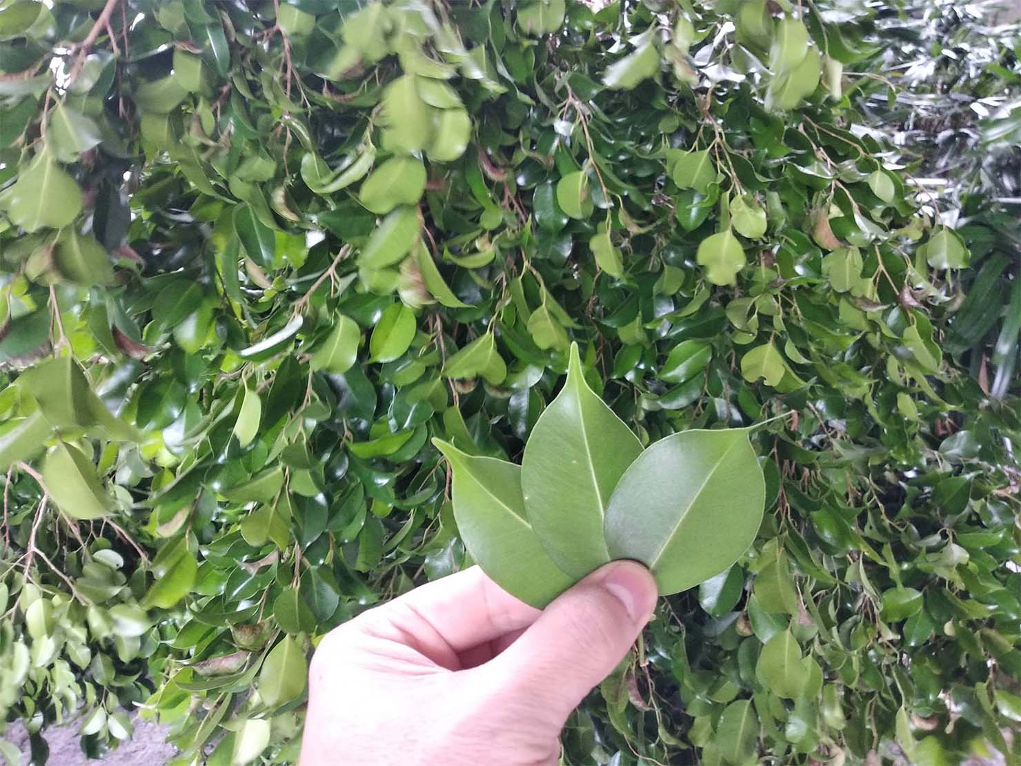 草笛に最適な葉っぱ