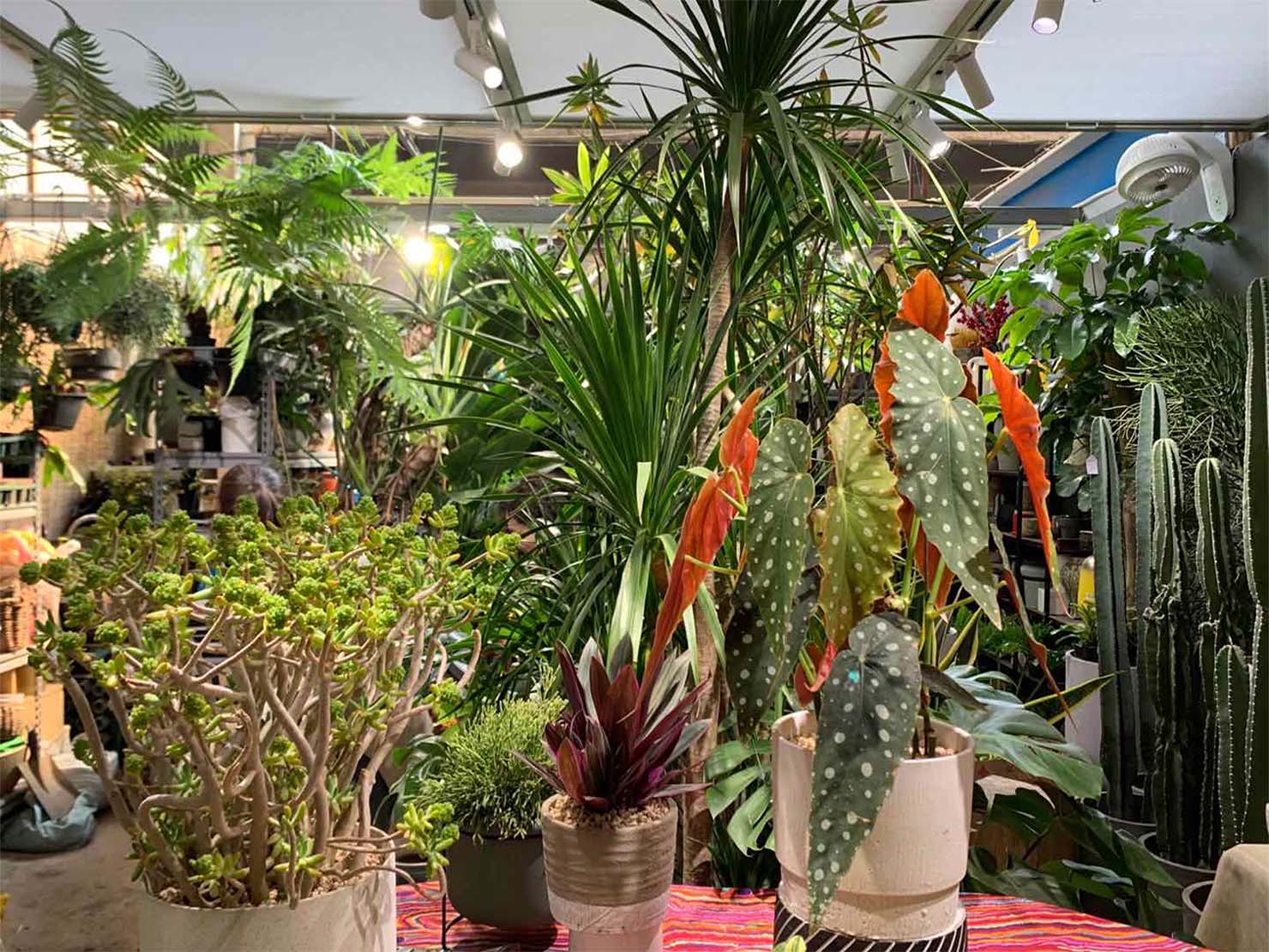 上海虹橋花卉店の花