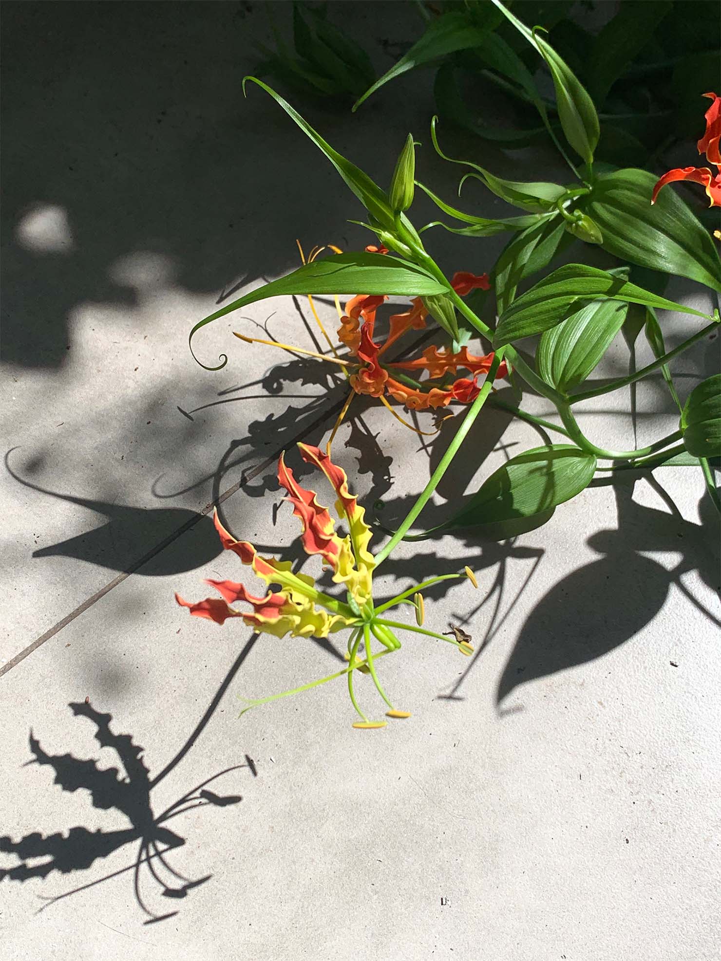 上海虹橋花卉店の植物