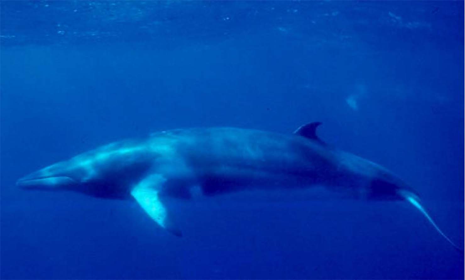 ハクジラ