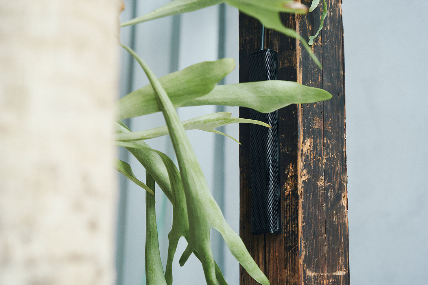 植物
