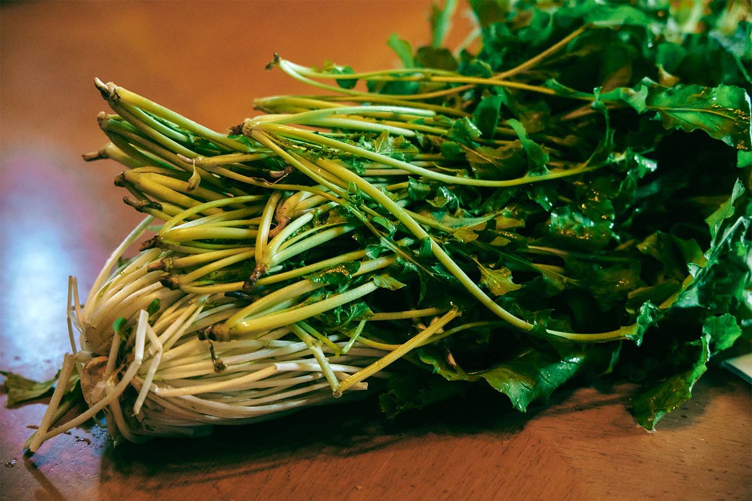 デカっ！白菜みたいじゃないですか（笑）。 ものすごい存在感ですね。 