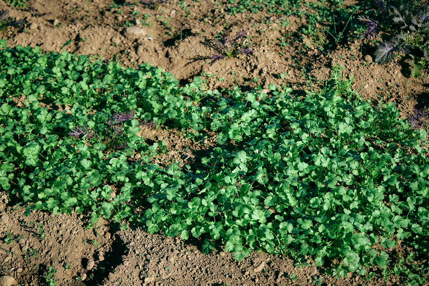 植物も振動だったり、音を受け取っているかもしれないですね