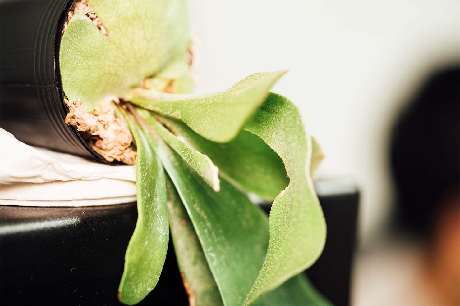 最近は植物にハマっています