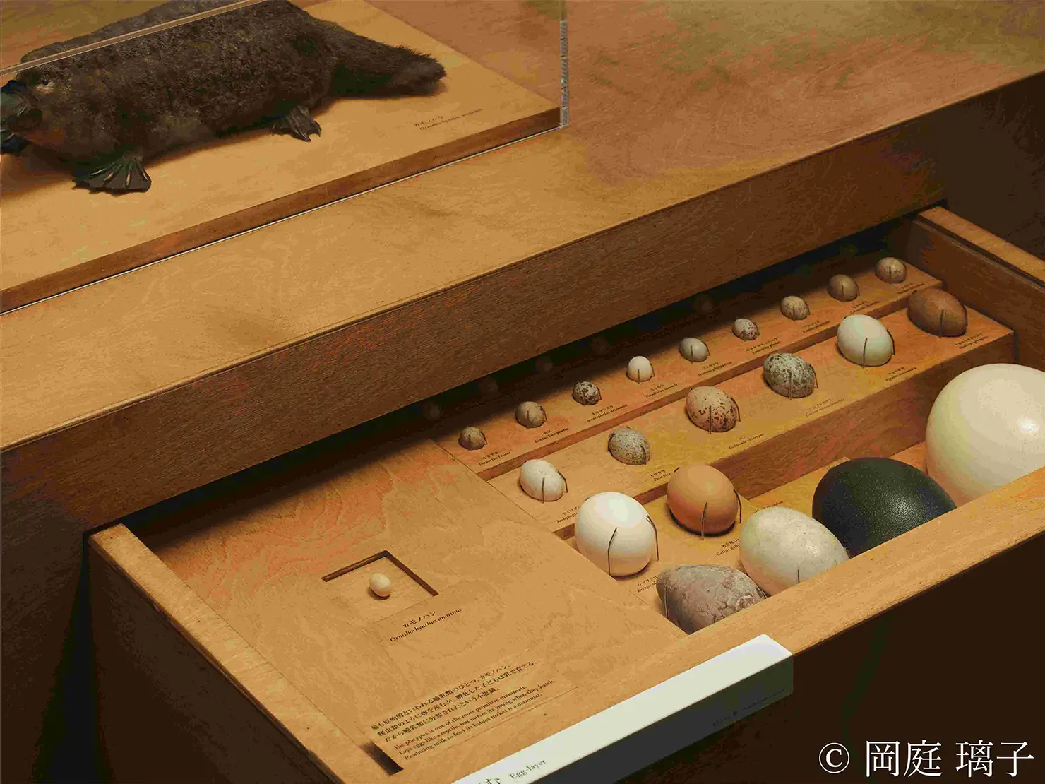 2022年　国立科学博物館「WHO ARE WE　観察と発見の生物学」展示風景（提供：国立科学博物館）